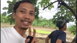 Surprised that there are turtle doves with big and luxurious voices here💯