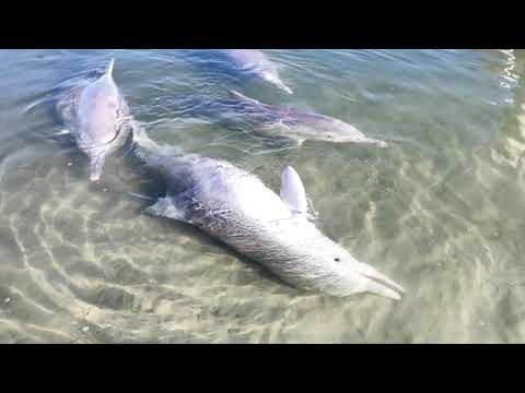 Video: Delfin Iz Boce Prihvaća Teleta Kitova
