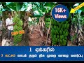 20 Years of Banana farming 5Lac Profit in 1 Acre | Dreamer Paul Vlog | Tamil