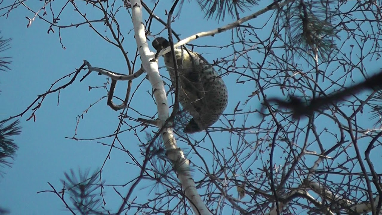 Рябчик ест березовые бруньки 1 - YouTube