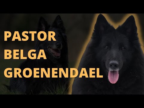 PASTOR BELGA GROENENDAEL - CARACTERÍSTICAS Y TEMPERAMENTO hqdefault