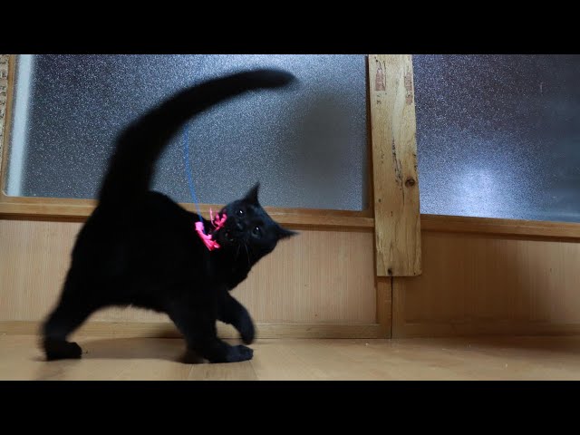 あそぶくろねこごま 250723 - YouTube