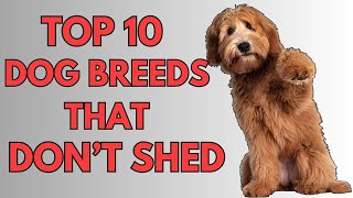 TOP 10 NON SHEDDING DOG BREEDS 2024
