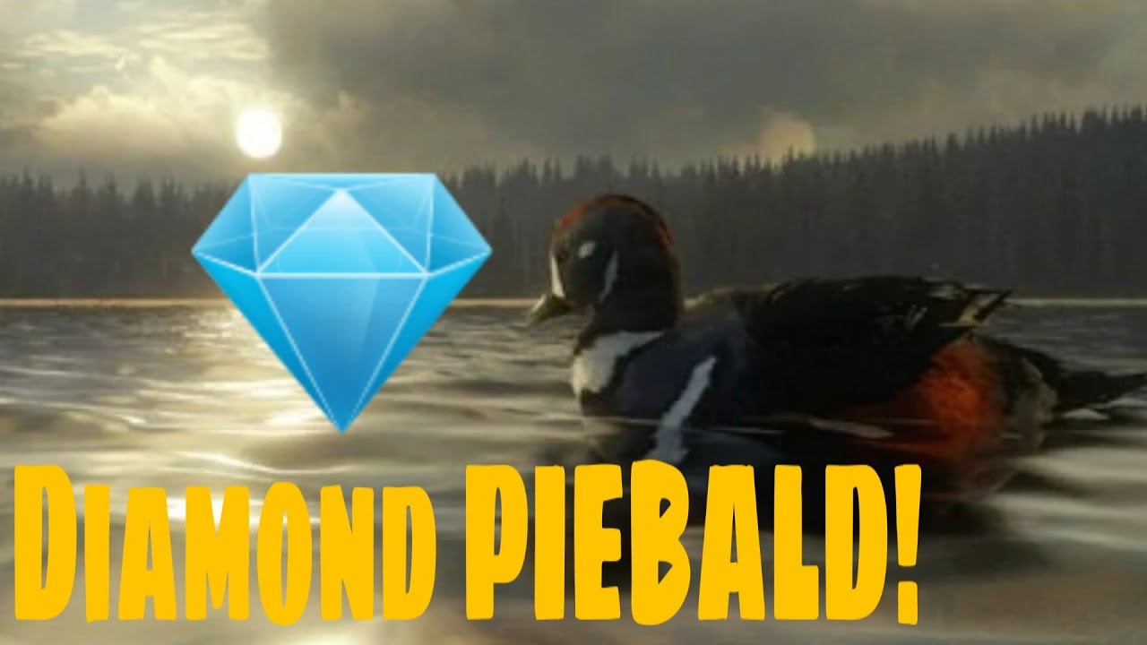 PIEBALD DIAMOND harlequin duck! | JA hunters 