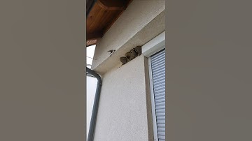 Secret Life of Swallows: Breathtaking Slow-Mo Nest Visit! #birds #animals #slowmotion