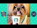 TRY NOT to LAUGH or GRIN: Funny Animals Vines Compilation 2017 | Funny Vines Videos