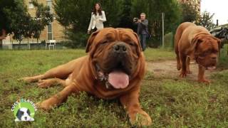 Intervista sul Dogue De Bordeaux   Amici Animali Tv