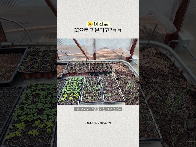 조금은 늦은 봄꽃들