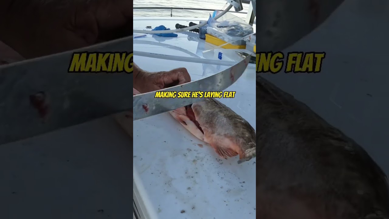 How to Fillet a Rockfish Part 2 fishing shorts POBSE