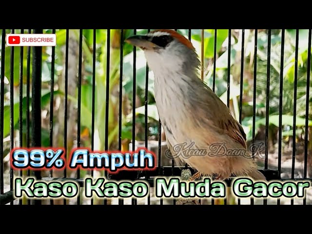 Ampuh Pancing Bunyi Buat Burung Kaso Kaso Bahan class=