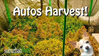 Harvest Day for our Autos! Viparspectra xs1500 pro. New Viparspectra line introduced!