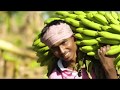 Banana Pseudo-Stem- The Story of Waste to Wealth