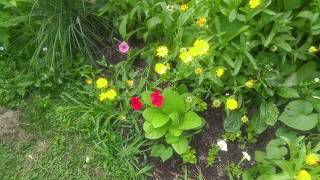 Garden Tour July 19th. Part 1
Garden tour gets cut off, so we have part 1,2, and 3 today. Lots to talk about. Garden Tour July 19th. Part 1