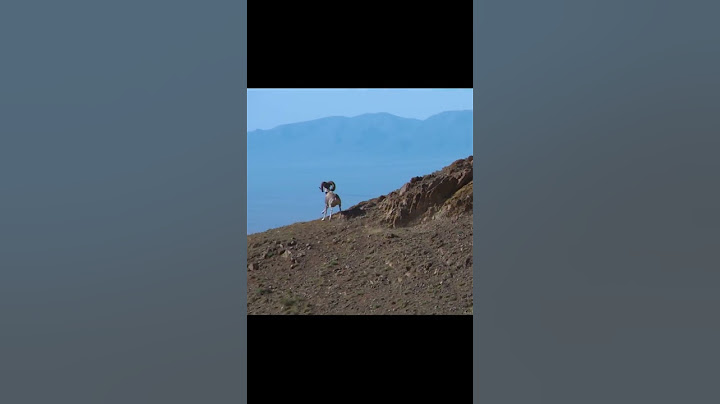 🏜 ГОРНЫЙ СНАЙПЕР точно в ЦЕЛЬ 🫀 (Гобийский архар) ⏱