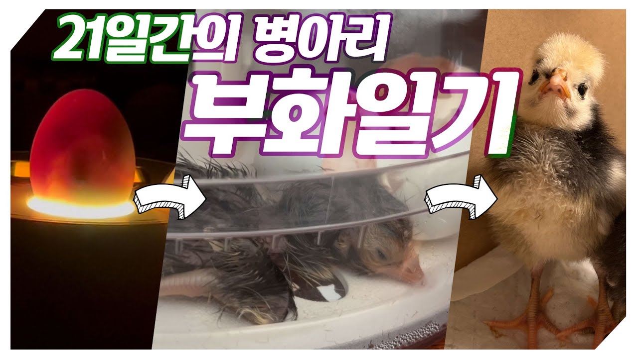 21일간의 병아리 부화일기 ep.1 
