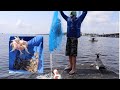 CAST NETTING BIG WILD SHRIMP ** Catch,Clean & Cook BLUEGABE style ** !