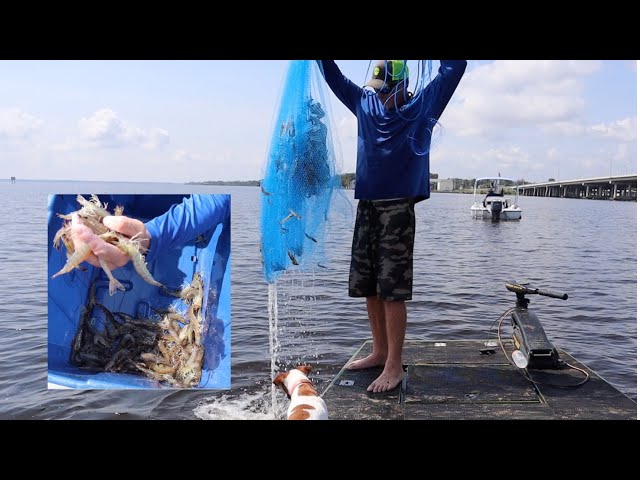 CAST NETTING BIG WILD SHRIMP ** Catch,Clean & Cook BLUEGABE style