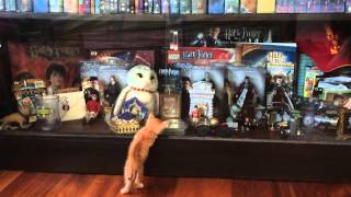 Kitten Curious About Harry Potter by Keelo and Koda 2,953 views 9 years ago 26 seconds