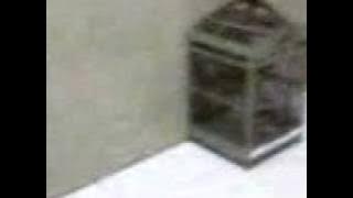 Prenjak edan sangar