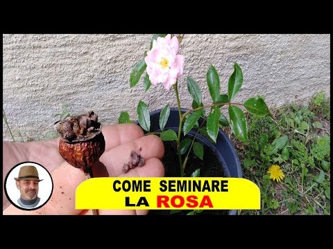 Video: Semi di rose iniziali: coltivare rose da seme