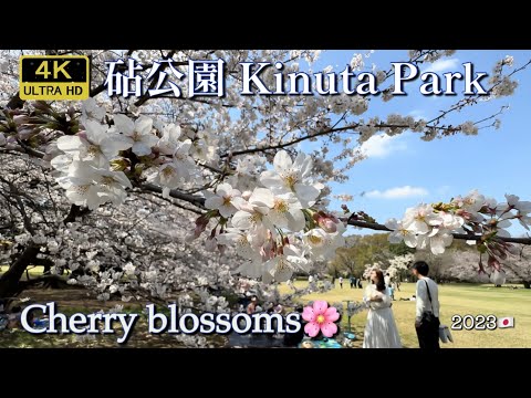 〜桜 Sakura, Cherry blossoms〜【4K 高画質】東京都立砧公園Kinuta Park in Tokyo Metropolitan, March 2023🇯🇵Japan