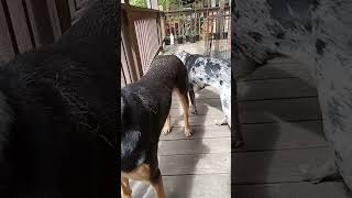 Relaxing Dark Ambient Music for Great Dane Puppies | Chill Dog Life &amp; Training Tips