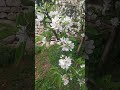Namumulaklak Na Ang Apple Trees 