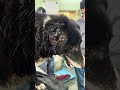 This Pup Suffered Something HEINOUS Without Making A Single Sound [STORY BELOW]