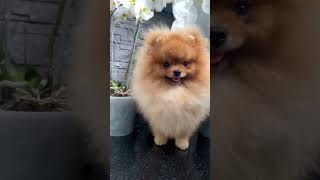 Download Lagu Mansur ❤️ MP3