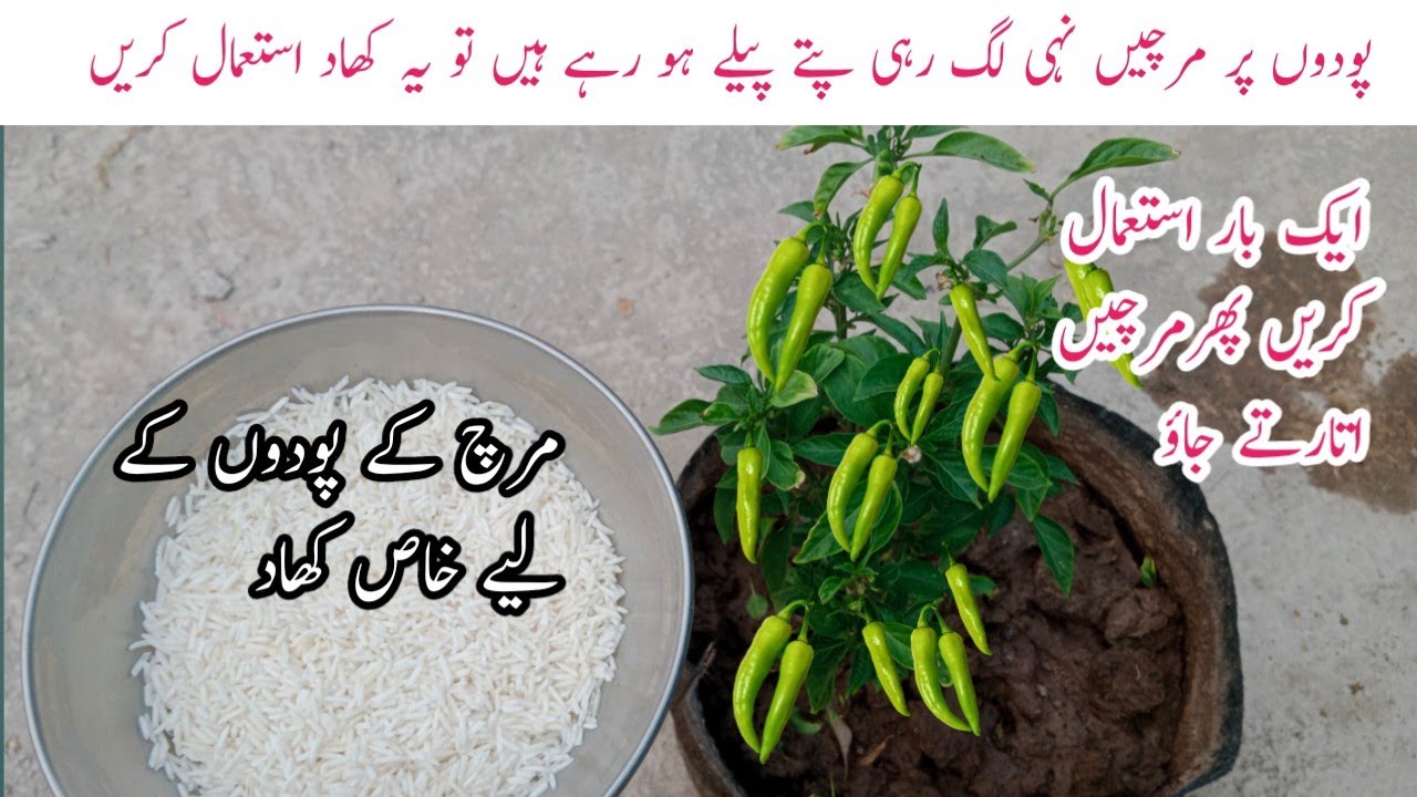Mirch k pode k liye khad banane ka tarika | How to make liquid fertilizer for chili plant.