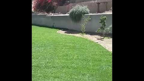 Subsurface Drip Irrigation Installation For Lawns  ( 10 days Later  )