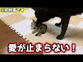 甲斐犬一休が優しすぎて感動しました・・