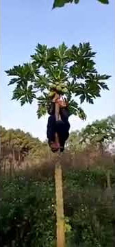 Video lucu manjat pohon pepaya