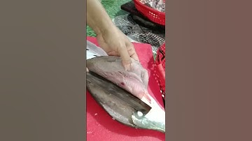 cá sát lát #shorts