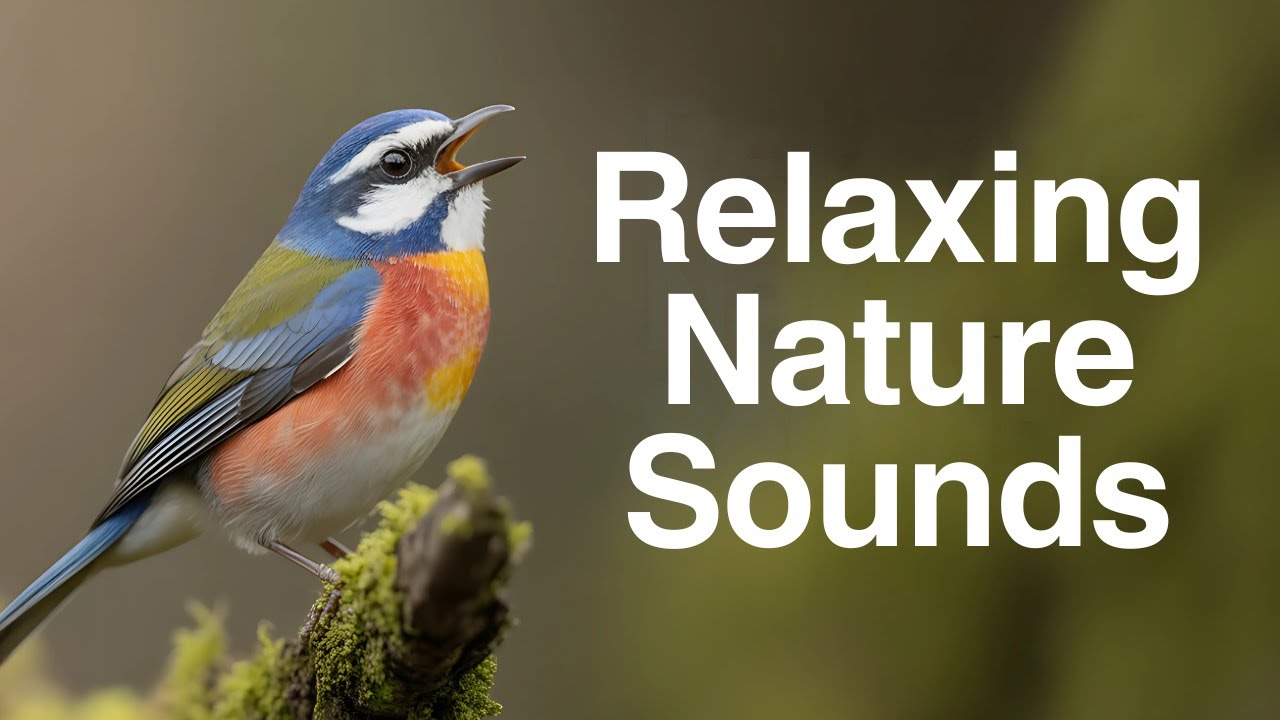 Morning Birds Chirping in the Forest | Relaxing Nature Sounds - YouTube