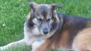 Tribute To The Best Dog