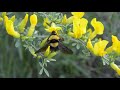 Полёт шмеля (и сбор нектара) Flight of a bumblebee