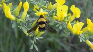 Полёт шмеля (и сбор нектара) Flight of a bumblebee