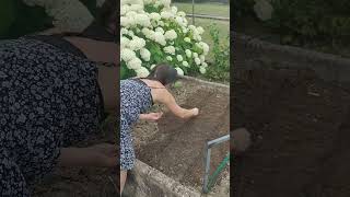 редиску третий раз сажаю #лето #дачные хлопоты #дача #garten #garden #садогороддача