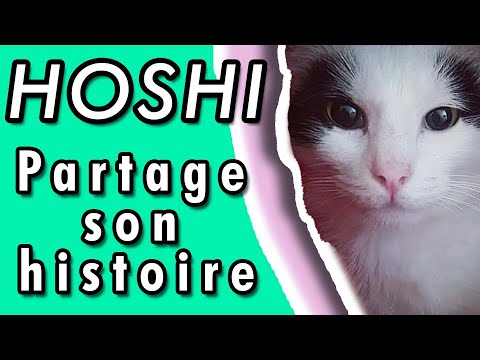 Ce chat vous partage son histoire - Connexion Animale