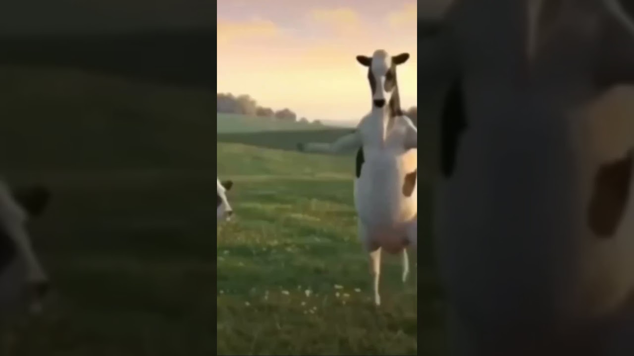 Dans eden inekler 🐄🐮 komik möö 
