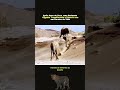 quando água chega no deserto #animaisnarrados #animals #vidaanimal