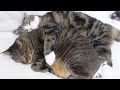 日向ぼっこするねこ。-Cats basking in the sun.-