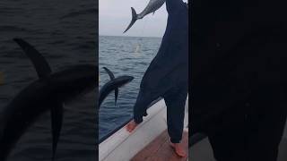 tuna fishing shorts youtubeshorts fishing
