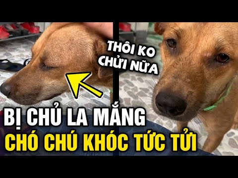Video: Những chú chó buồn bã
