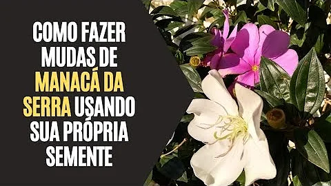 Onde encontrar sementes de Manacá da Serra?