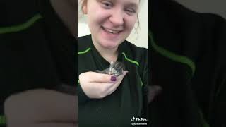 Funny adorable crazy cute kittens on TIK TOK by Catagious 3 views 4 years ago 11 minutes, 24 seconds