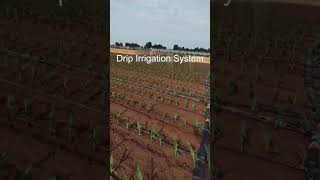 How to set up drip irrigation system