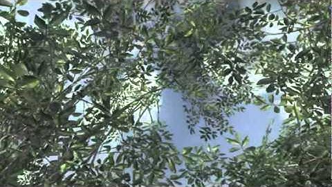 Epic 360 tomahawk across the map! - LCO30