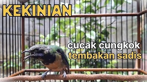 cucak cungkok gacor tembakan sadis